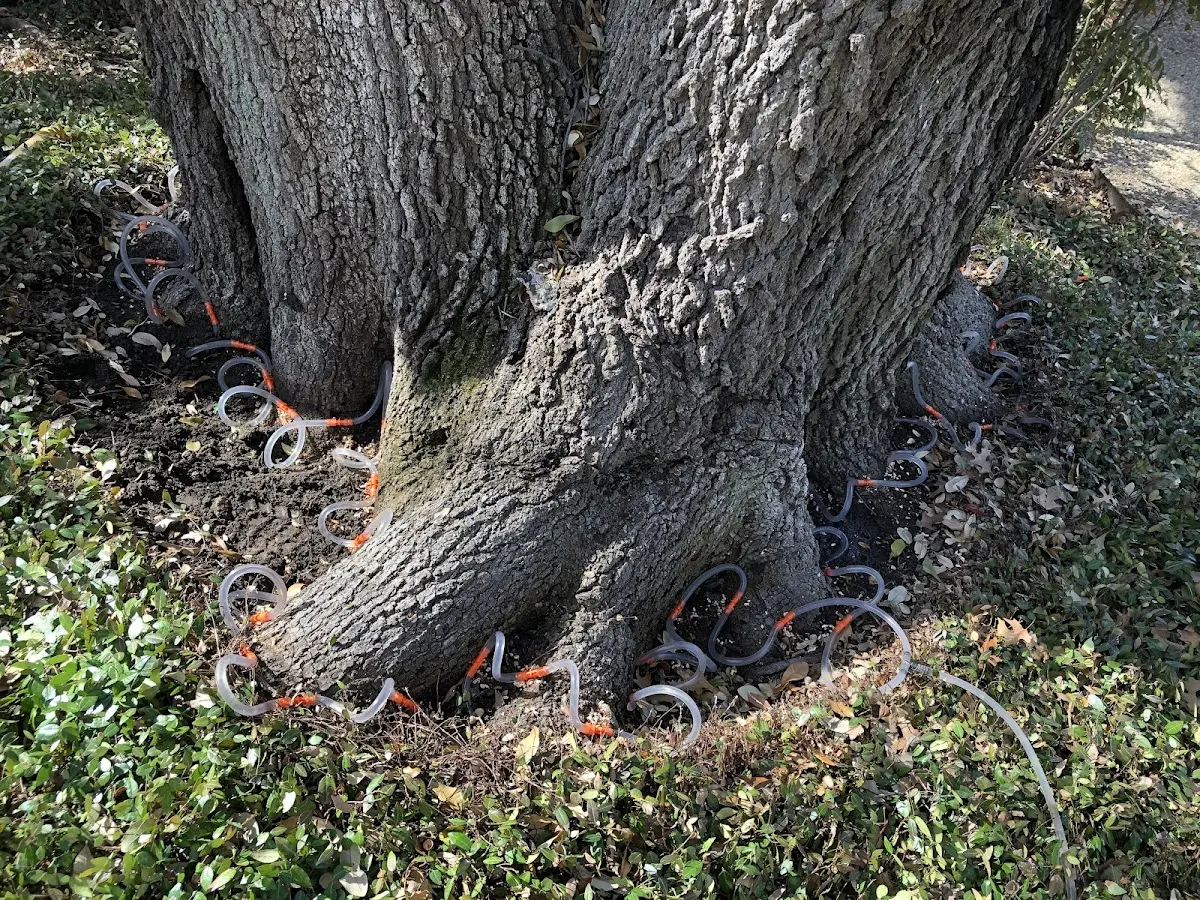 Detailed Tree Cabling and Bracing job site in Enders