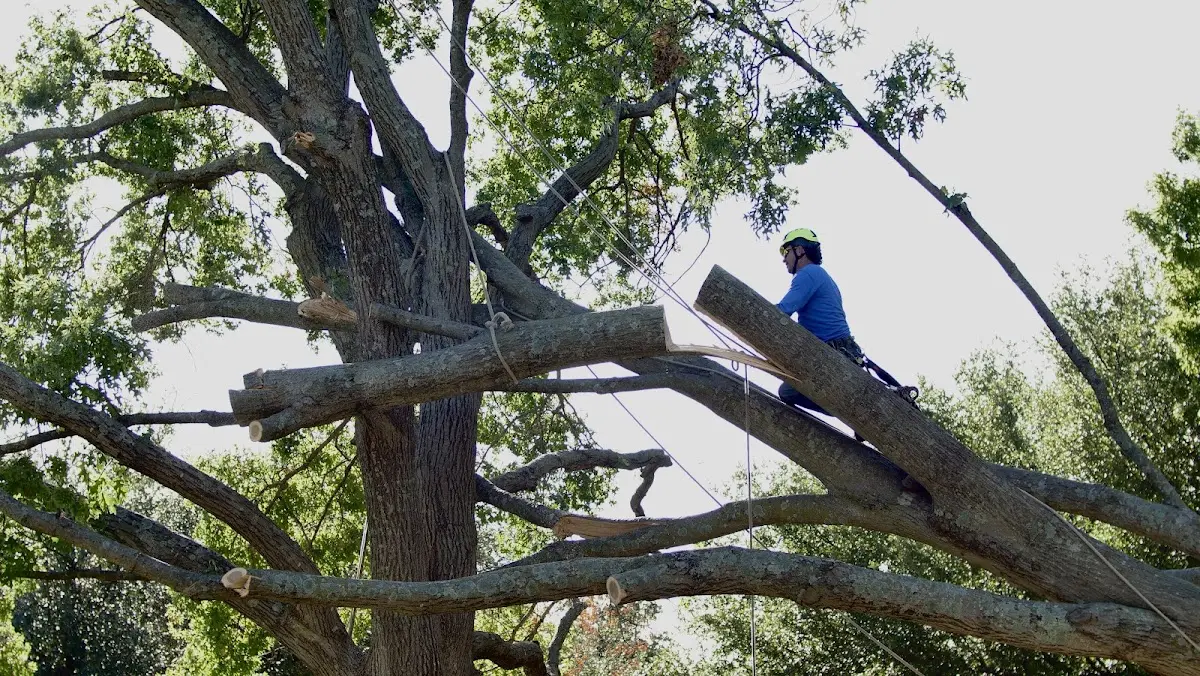 Professional Hazardous Tree Removal performed by certified arborists in Enders